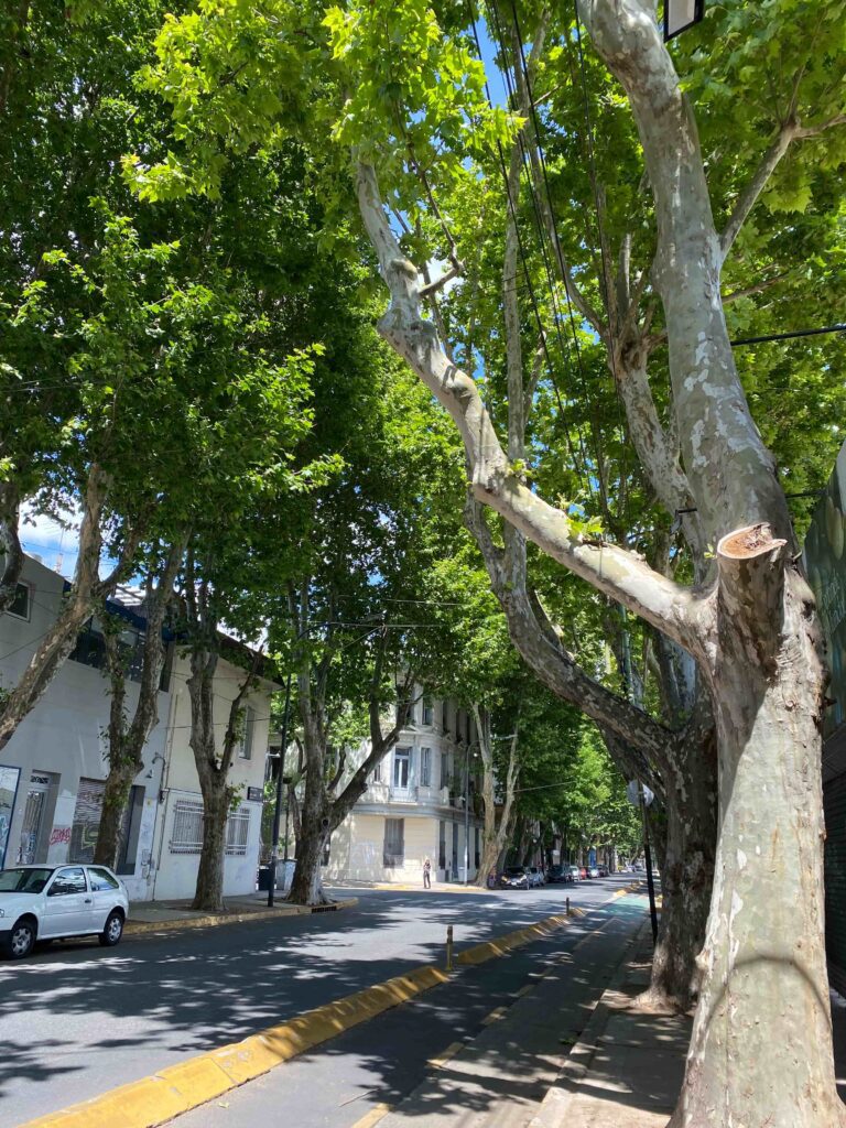 Quiet tree-lined streets in Palermo Soho