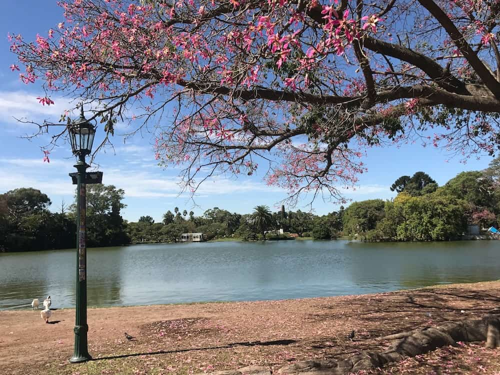 A tree with pink flowers and a lake in Parque Tres Febrero in Buenos Aires