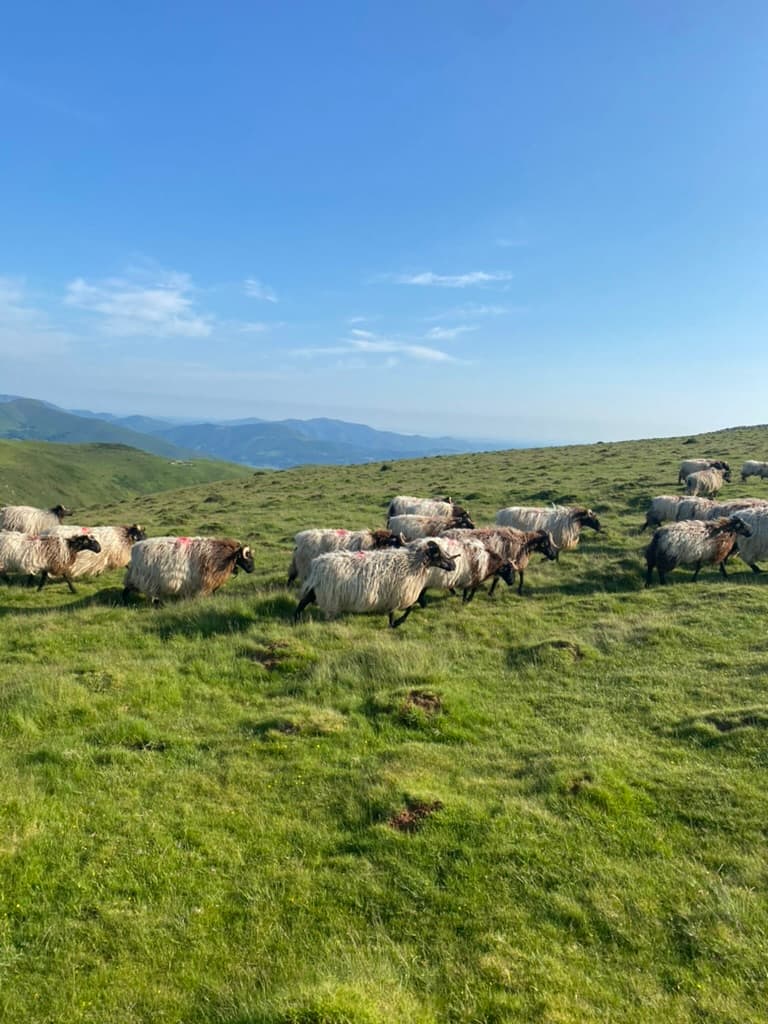 Mountain goats grazing in the Pyrenees Mountains along the Camino Francés.