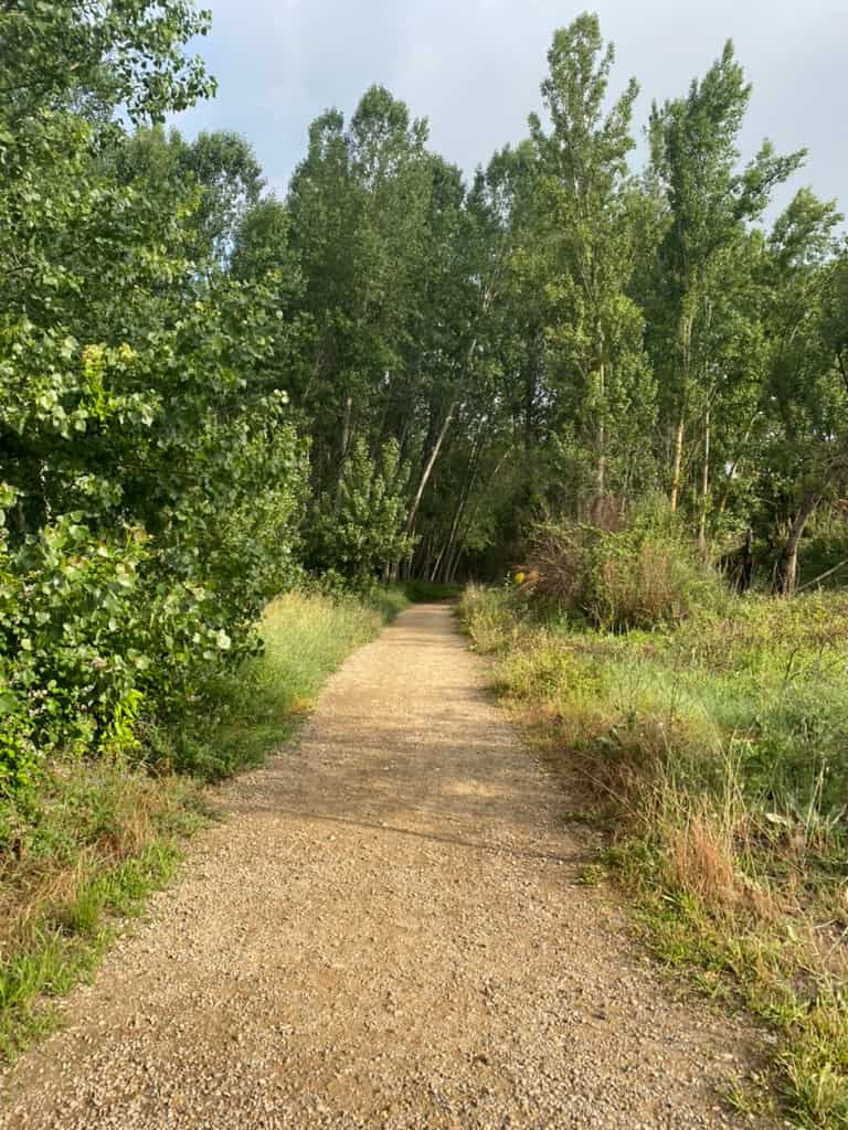 Sunny path leading into the forest along the Camino Francés.